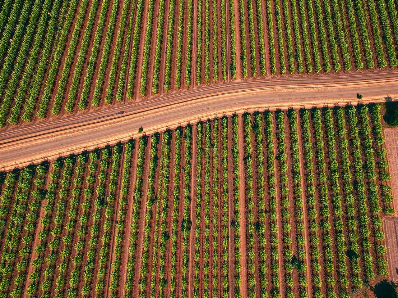 Crop & canopy health
