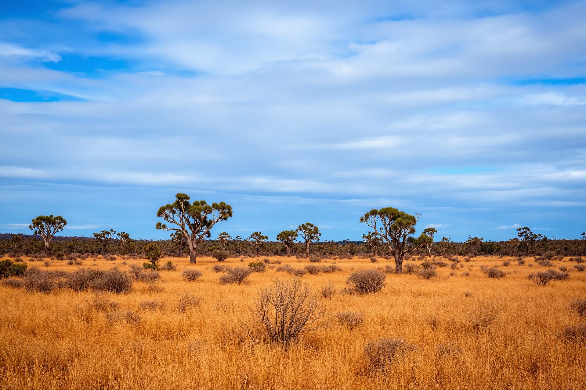 Australian grazing pasture with eucalyptus trees